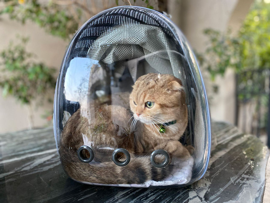 Backpack Carriers for Cats