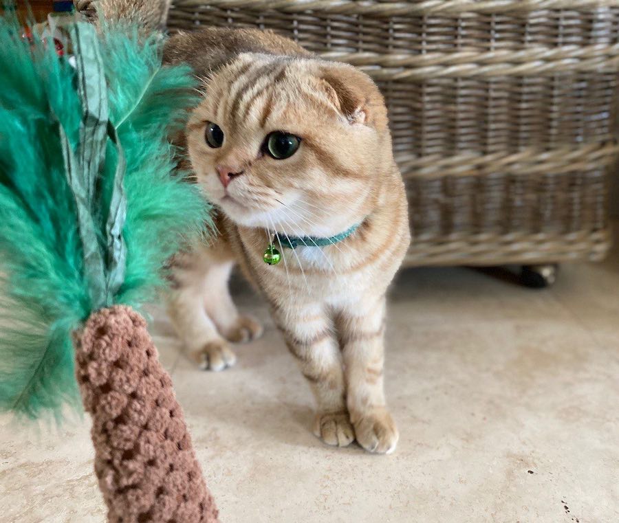 Cat toy with catnip, it can become your cat's favorite toy.