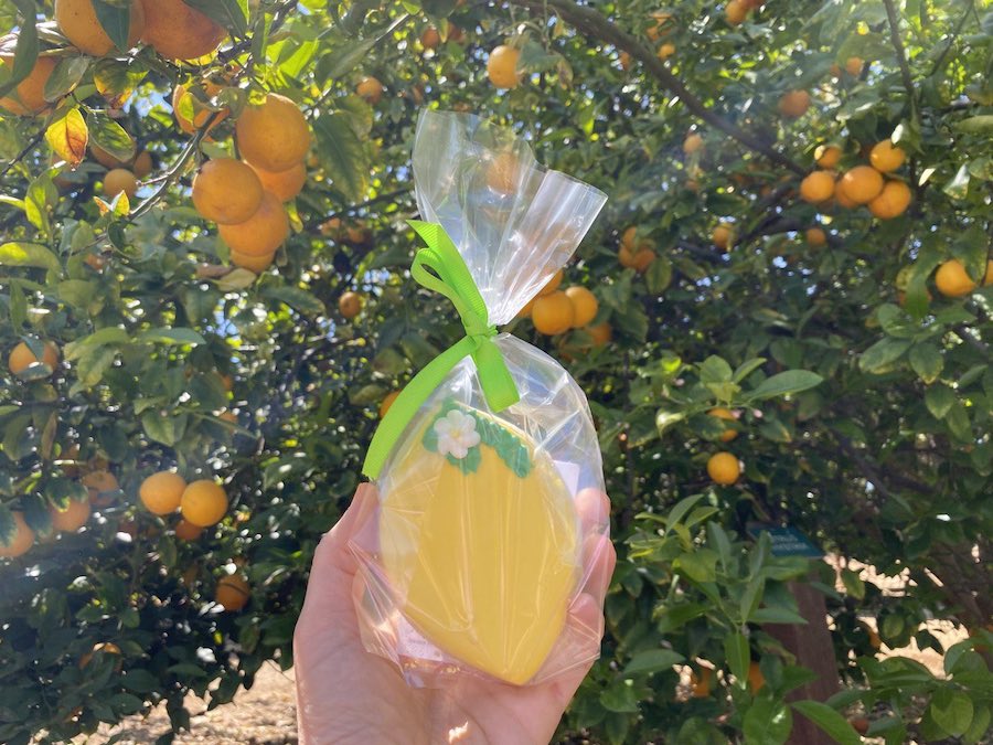 Custom-designed lemon cookie from Citrus Festival at Historic Citrus Park