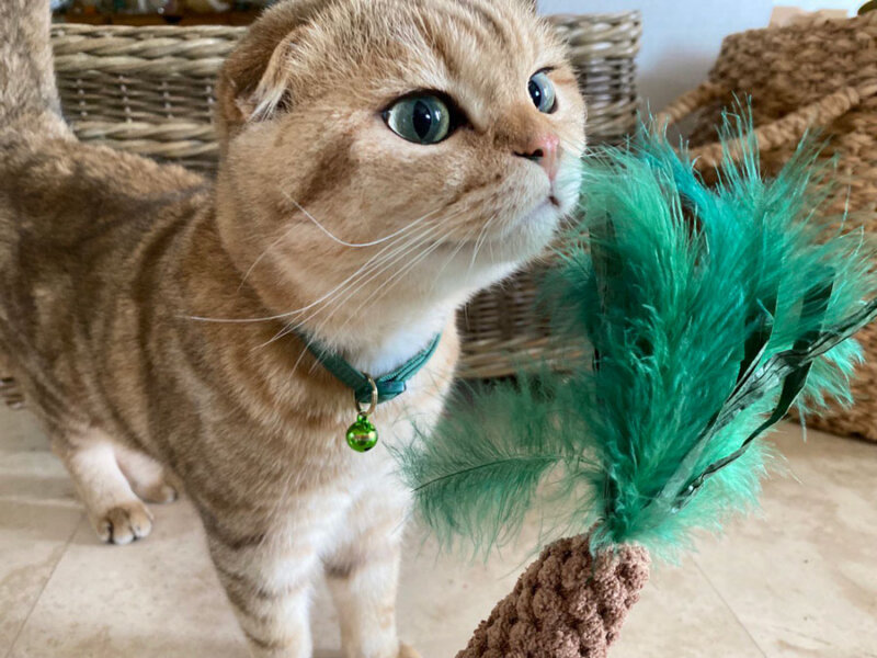 Cats in Hotels Your Essential Guide to a StressFree Stay SuperMall