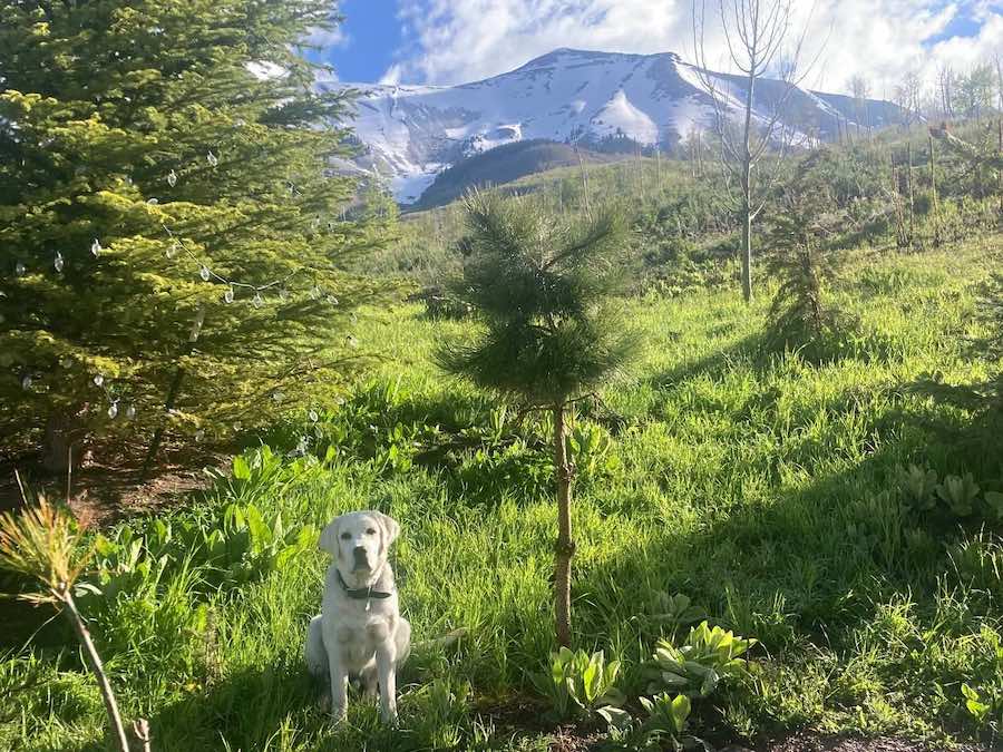 Hiking with a dog is always an exciting event