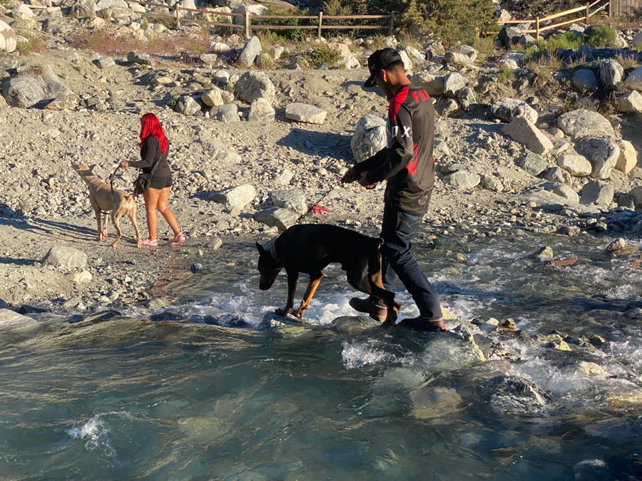 Hiking in the mountains with your dog can be an enjoyable and rewarding experience