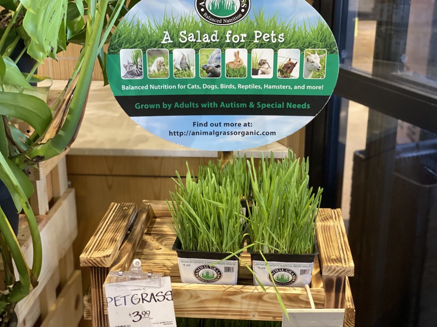 A Salad for Pets