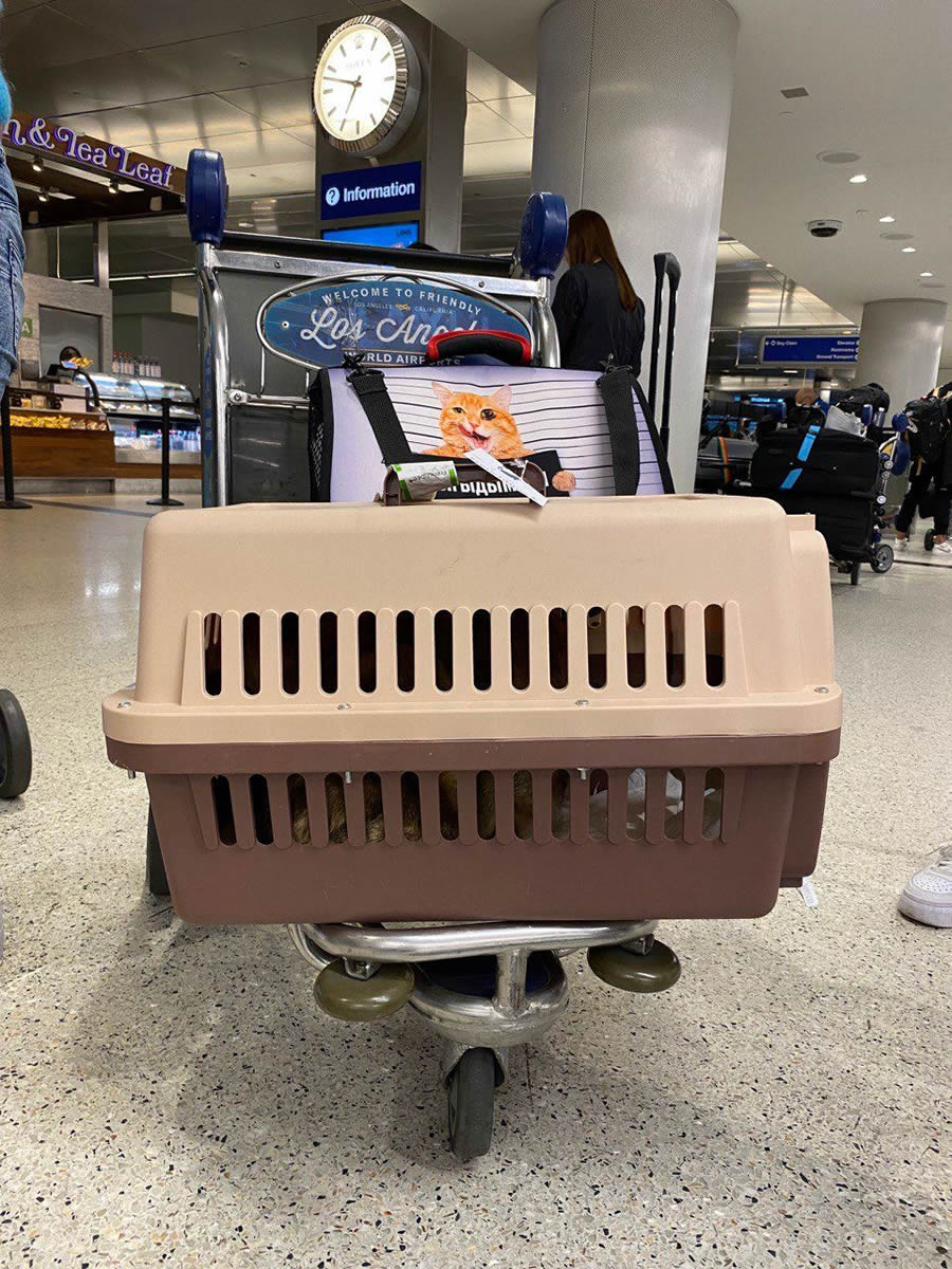 Chewy's airline-approved cat carriers offer comfort and safety for travel.