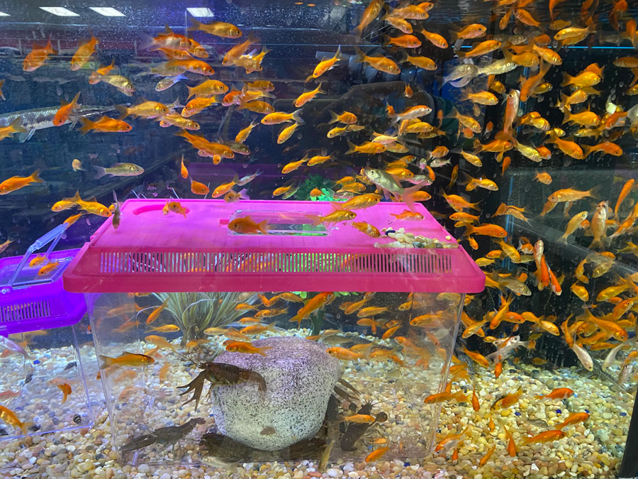Aquatic Wonders: Exploring Pet Supermarket's Colorful Fish Collection