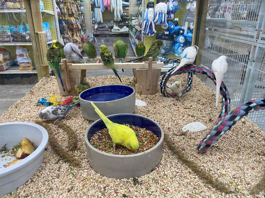 Pet Supermarket's Parrots: A Colorful and Charming Addition to Your Home!