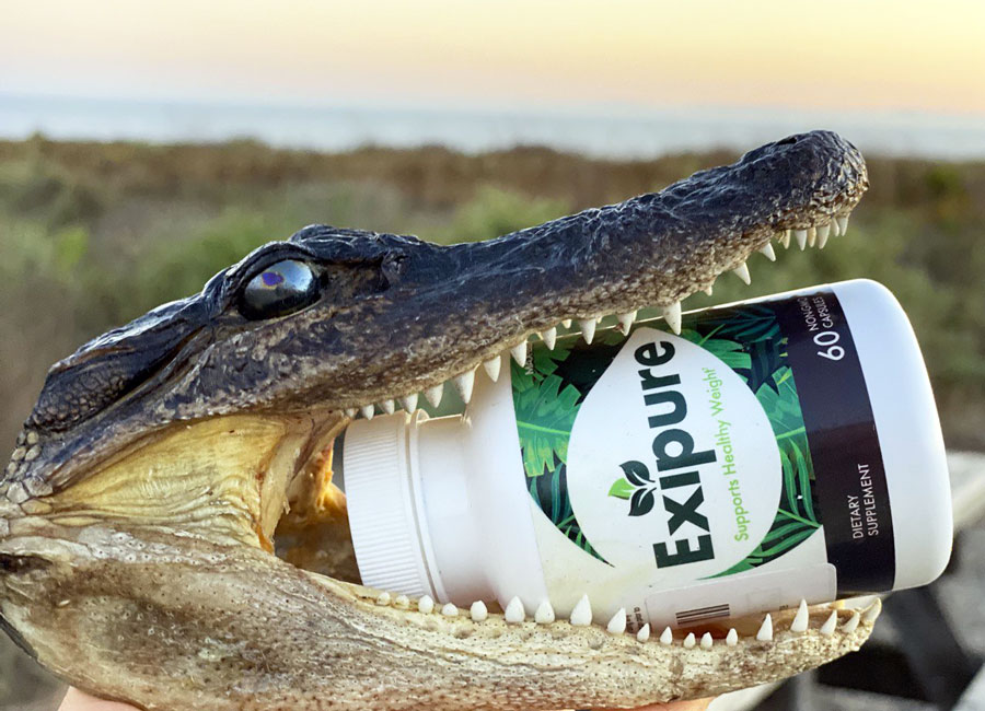Exipure in The Mouth of a Caiman