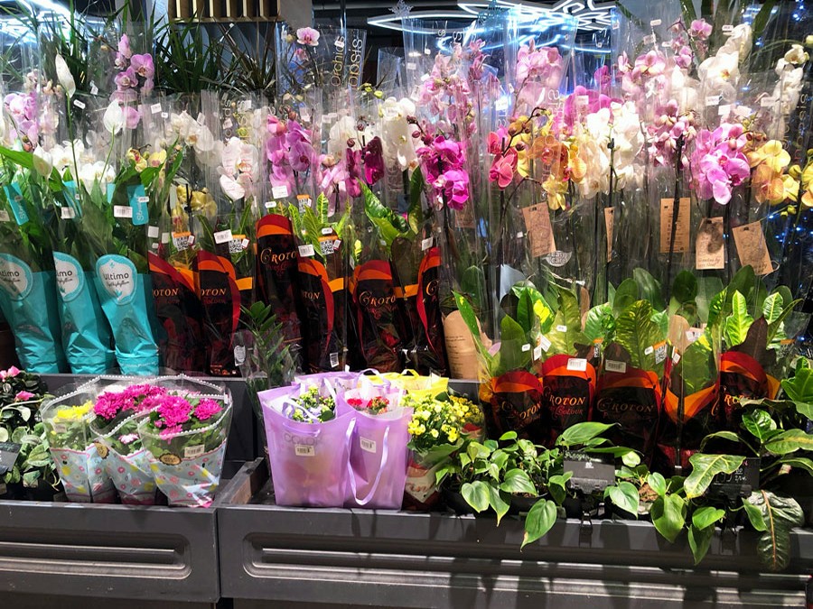 Discover joy with Costco's beautiful selection of indoor flowers