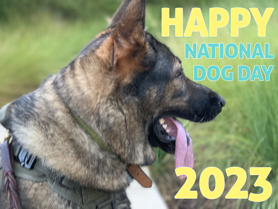 Celebrate National Dog Day 2023 with Top-Rated Dog Products