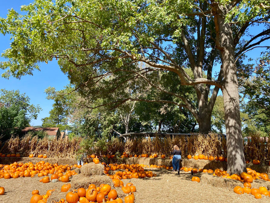 Pumpkins, Prizes, and Perfect Moments at the Arboretum