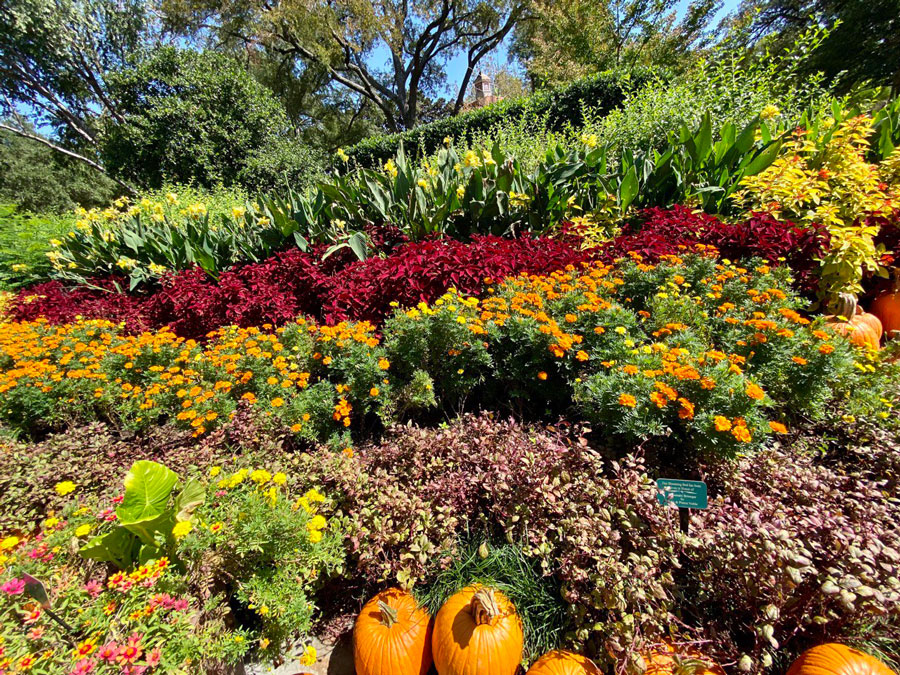 Autumn's Finest Display: Discover the Arboretum's Pumpkin Magic