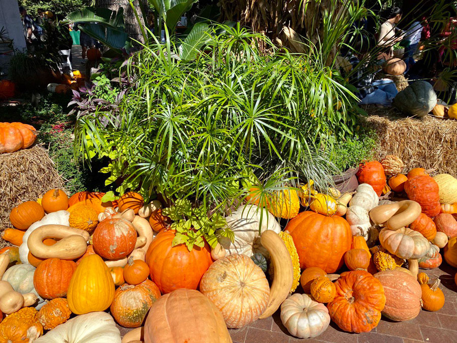 Pumpkins Galore: A Whimsical Day at the Arboretum