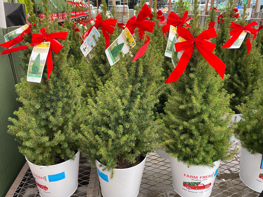 Home Depot's Fresh Christmas Trees for a Merry Holiday!
