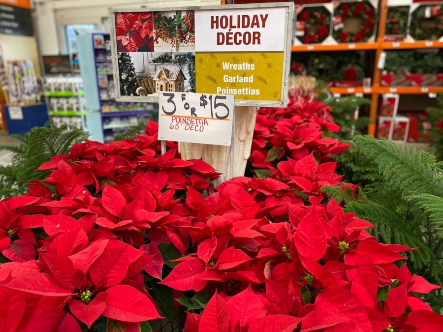 Brighten up your home this holiday with a gorgeous poinsettia from The Home Depot!