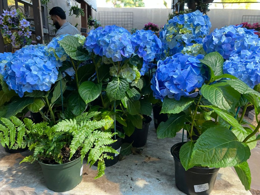 Explore our collection of stunning hydrangeas and find the ideal gift for your loved one.