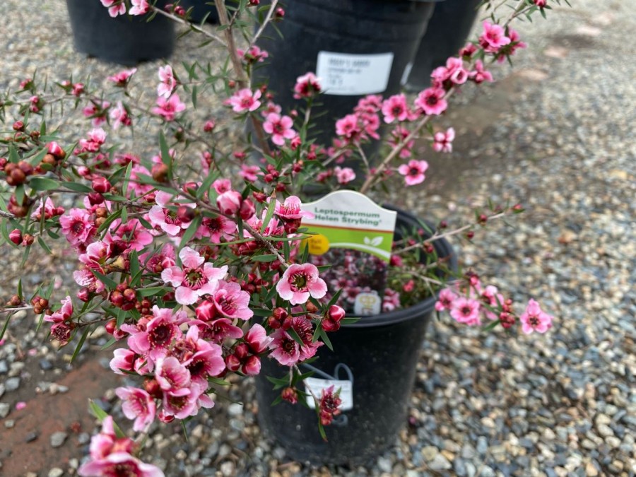 Introducing Roger Garden's Leptospermum plant - the perfect choice for any occasion!