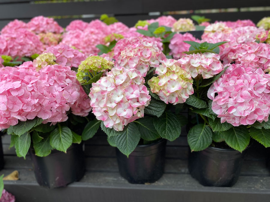 Elevate Your Space with Roger's Gardens Hydrangeas!