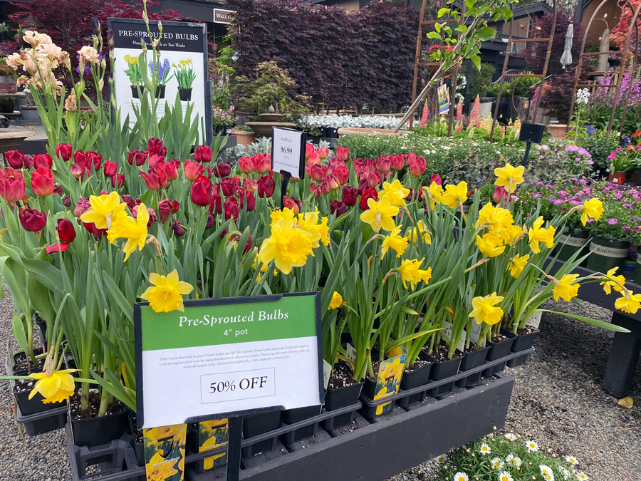 Flower Bulbs Sale - Don't Miss Out at Roger's Gardens!