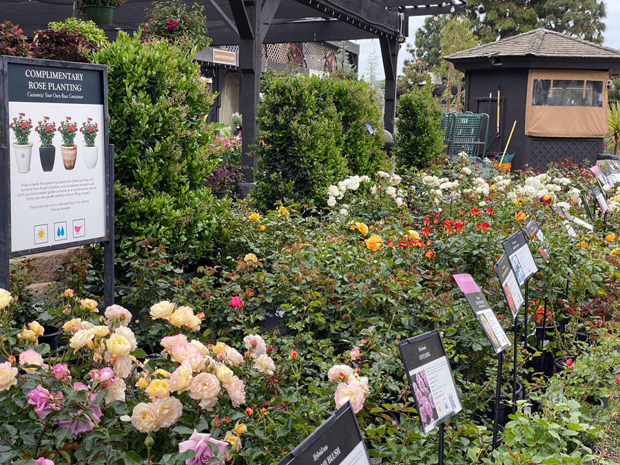 Complimentary Rose Planting Offer at Roger's Gardens!