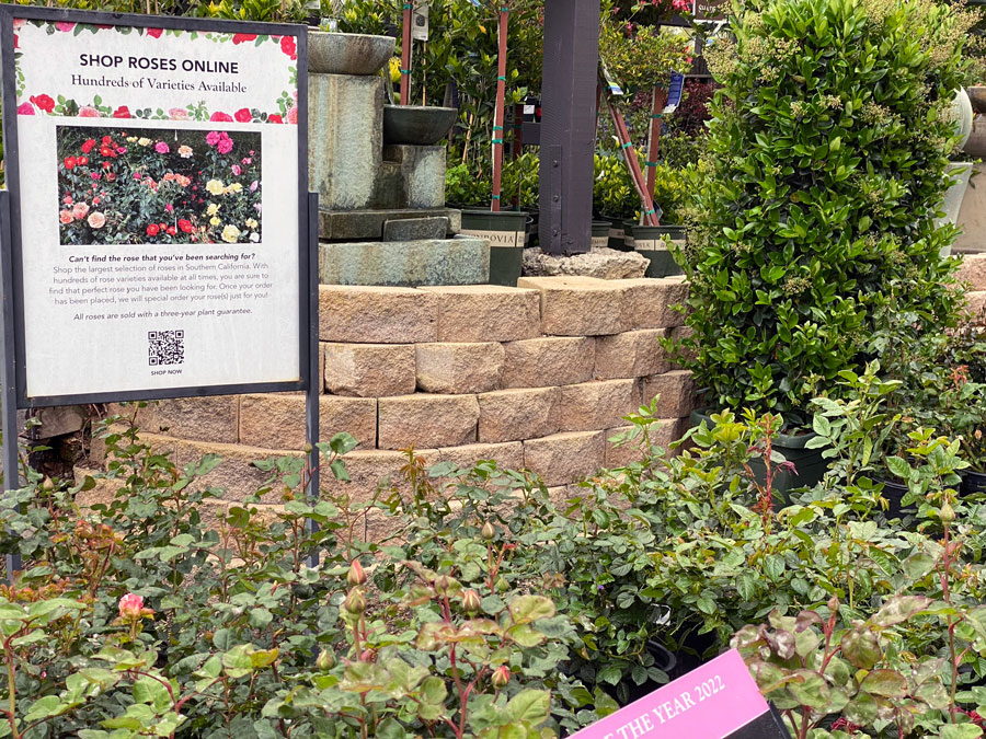 Find Your Perfect Rose at Roger's Gardens!