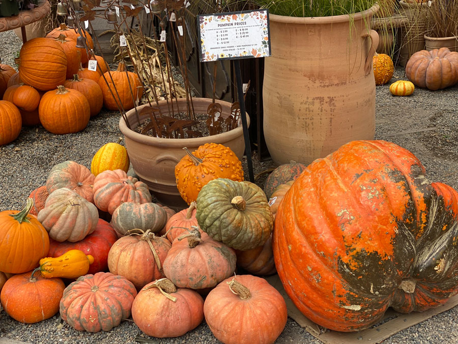 Pumpkin for Carving