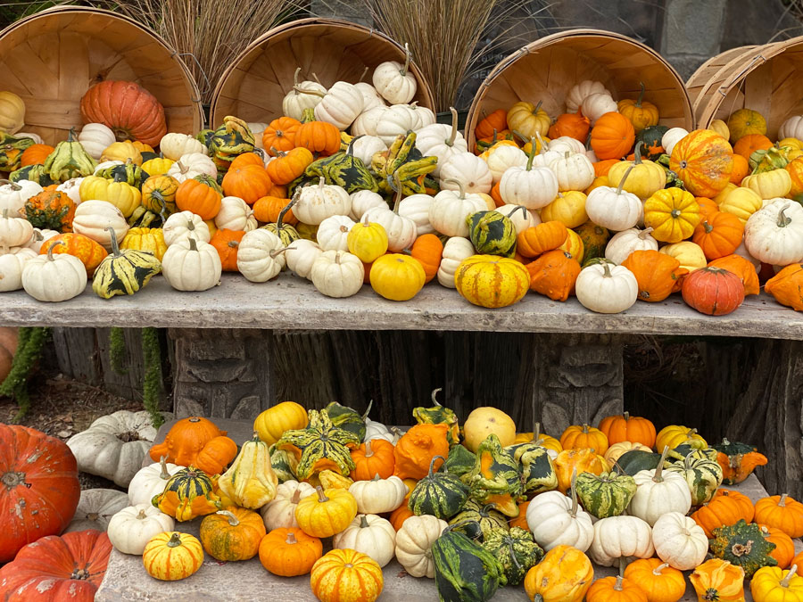 Real Pumpkins - Classic Halloween Decor.