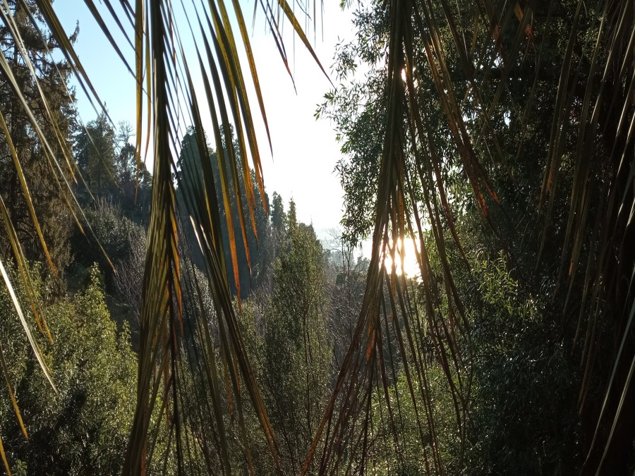 Explore the Botanical Park in Batumi