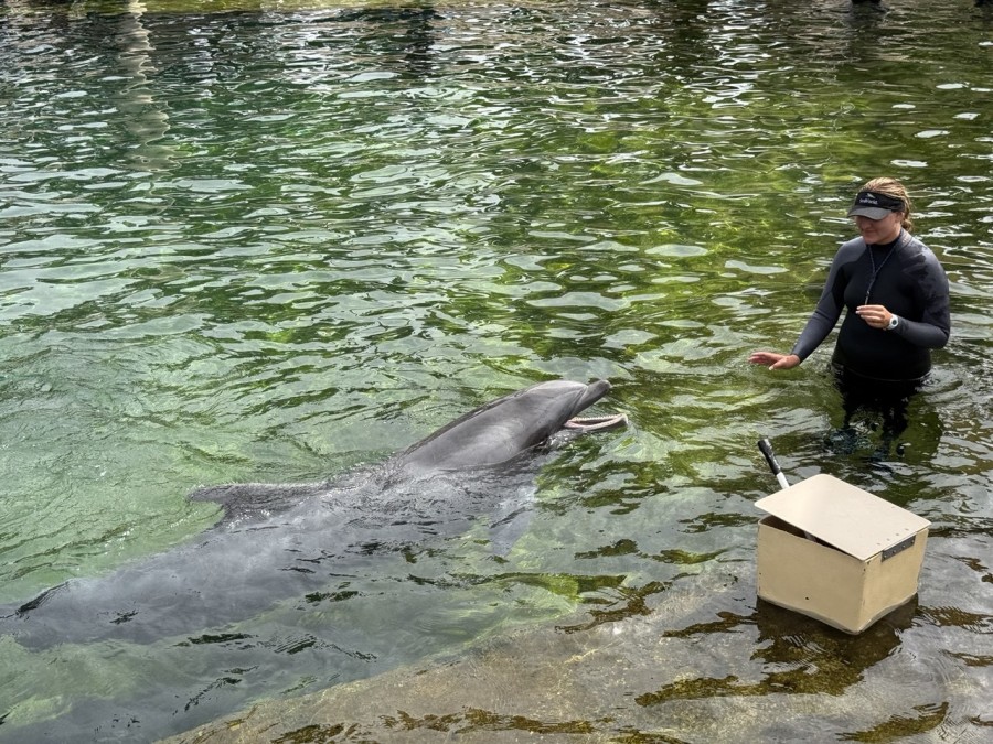 A splash of excitement as dolphins perform alongside their trainers