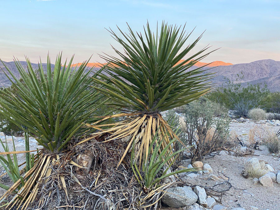 Joshua Tree National Park
