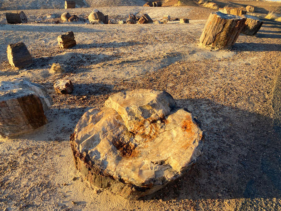 Petrified Log in Crystal Forest - Petrified Forest National Park