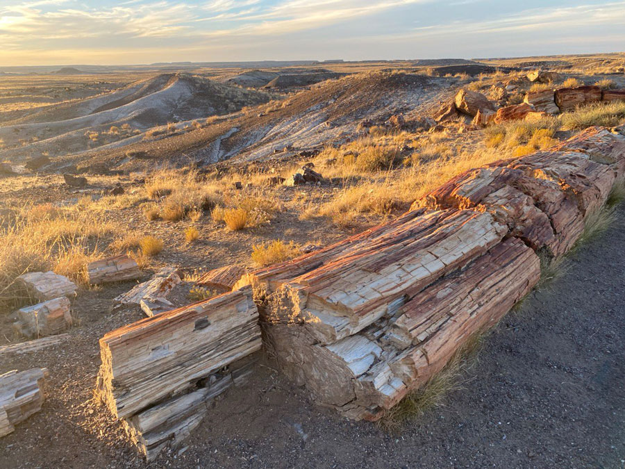 The Crystal Forest at Petrified Forest National Park
