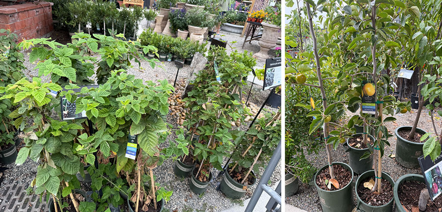 Berry Bushes and Fuyu Seedlings