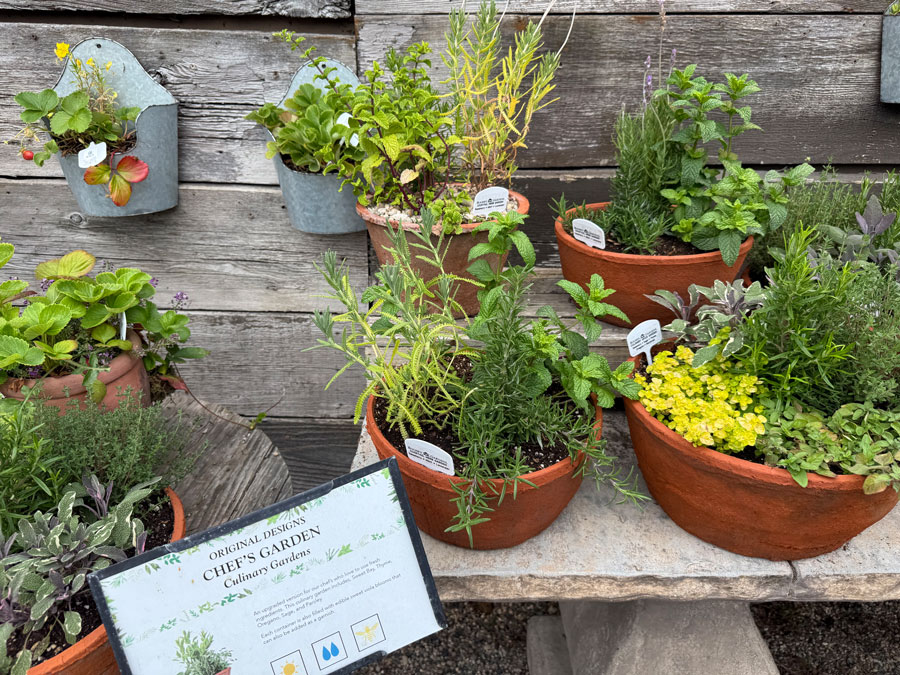 Culinary Herbs in Roger's Garden