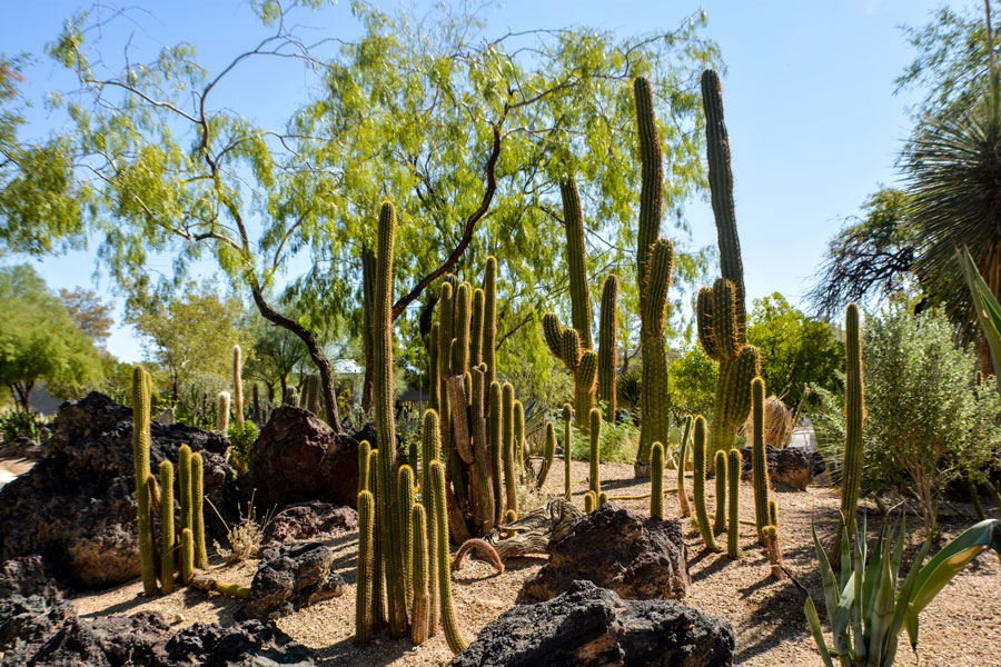 Ethel M Chocolates Botanical Cactus Garden in Henderson, Las Vegas