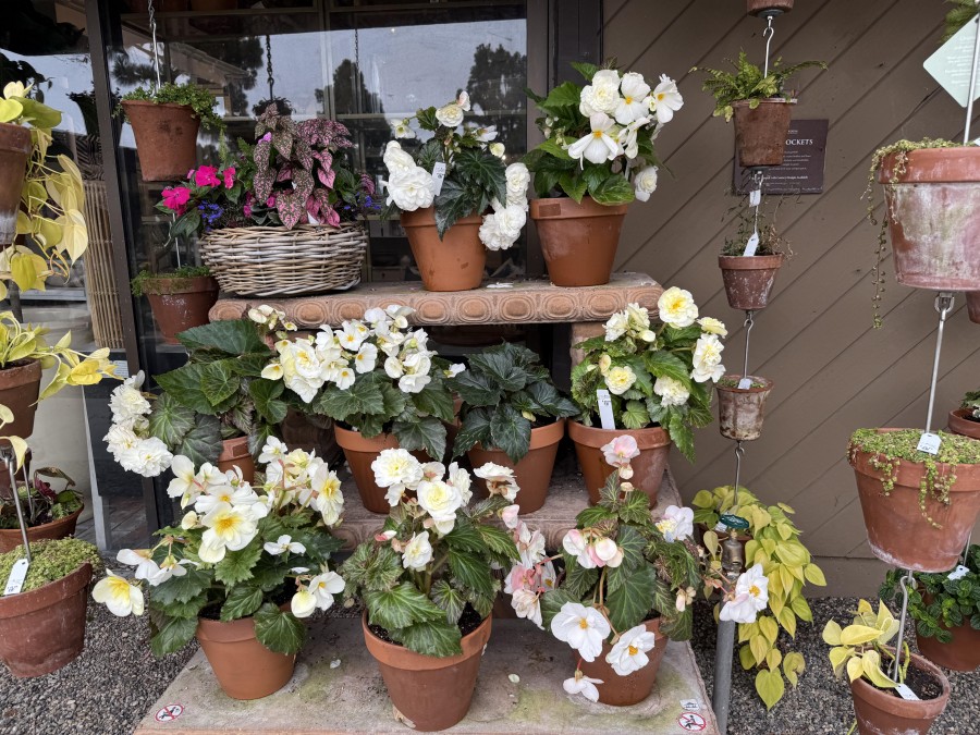 sensory journey through color and fragrance
