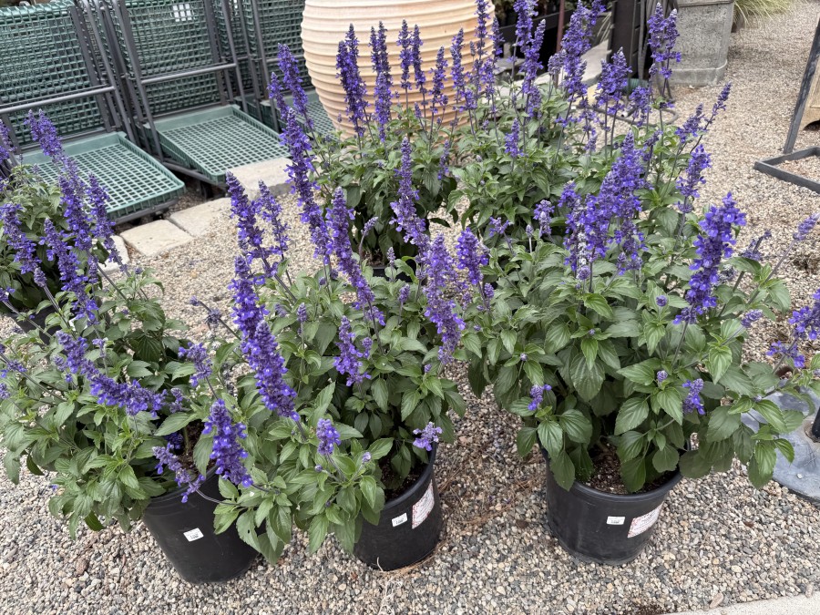 Smell the magic in the air - it’s lavender season at Roger’s