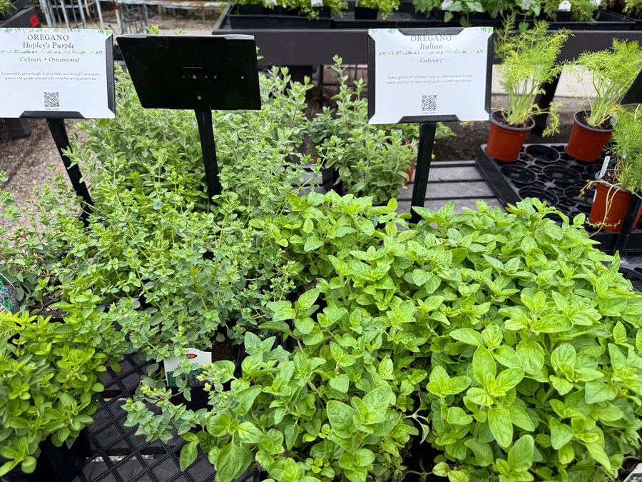 Oregano Herbs in Roger's Garden