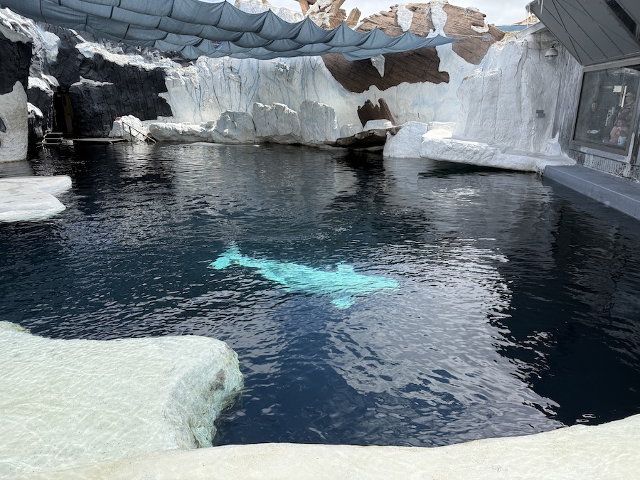 Beluga whale swimming gracefully in the Arctic exhibit at SeaWorld San Diego.