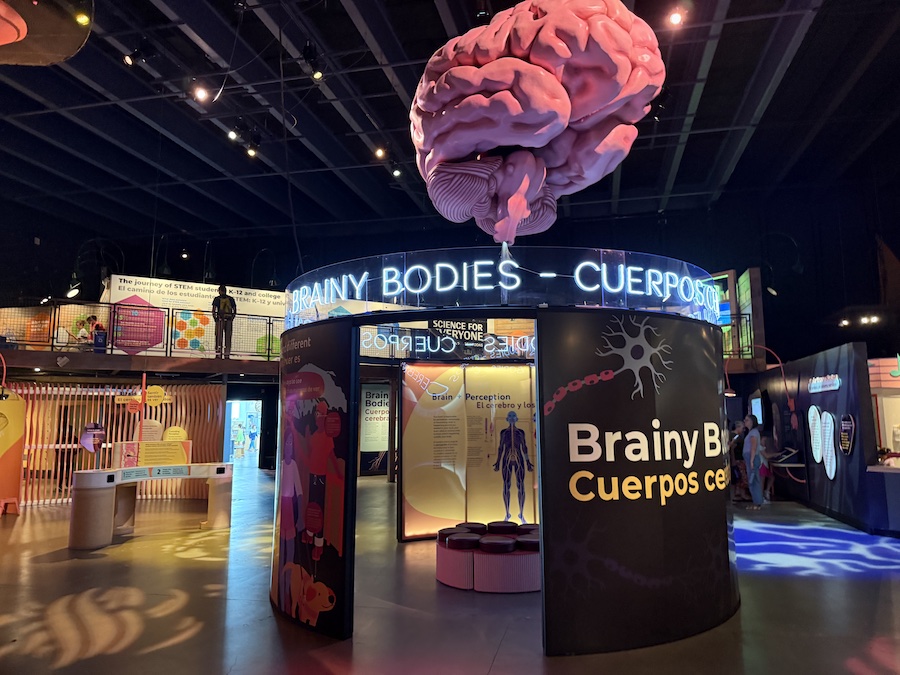 Brainy Bodies is an exhibition dedicated to the wonders of the human body.