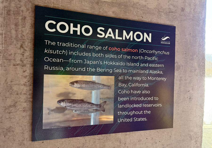 Coho Salmon information sign at the Seattle Aquarium