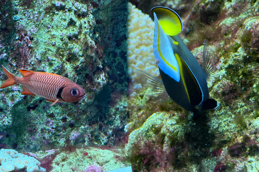 Coral reef inhabitants at the Seattle Aquarium