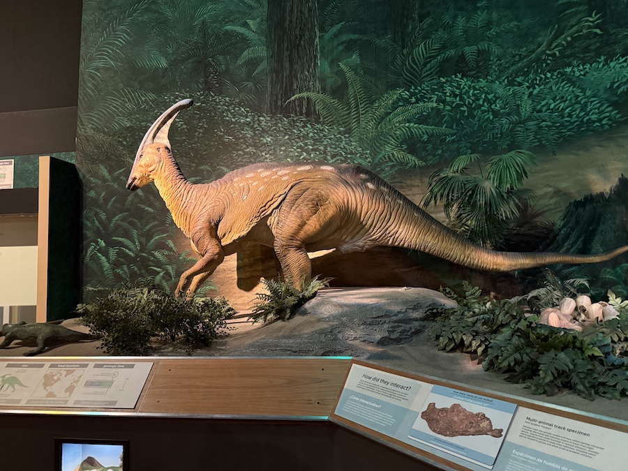 Parasaurolophus dinosaur on display