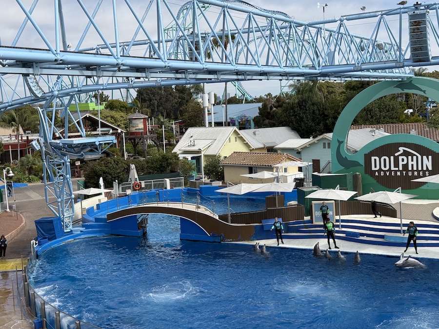 Playful dolphins performing synchronized jumps at SeaWorld San Diego.