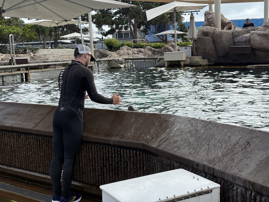 SeaWorld trainer interacting with dolphins in the performance pool.