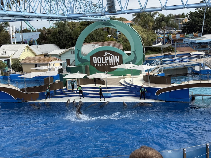 Dolphins swim playfully in the performance pool at Dolphin Adventures.