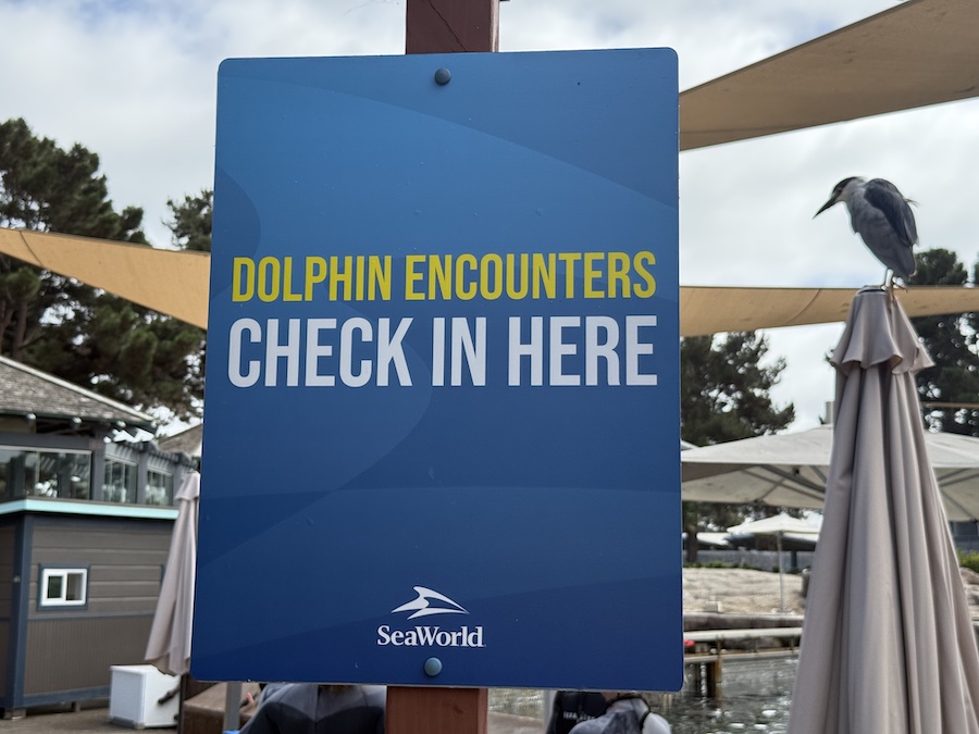 Dolphins wait for a meeting at SeaWorld in San Diego.