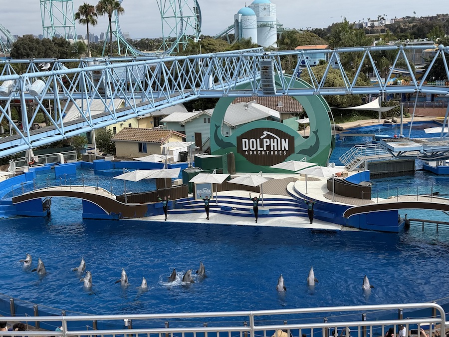 Colorful dolphins performing tricks in the Blue Horizons show.