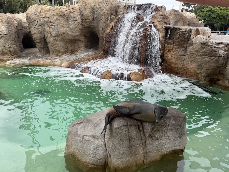 Fur seal lounging on a rock in the sun at SeaWorld San Diego.