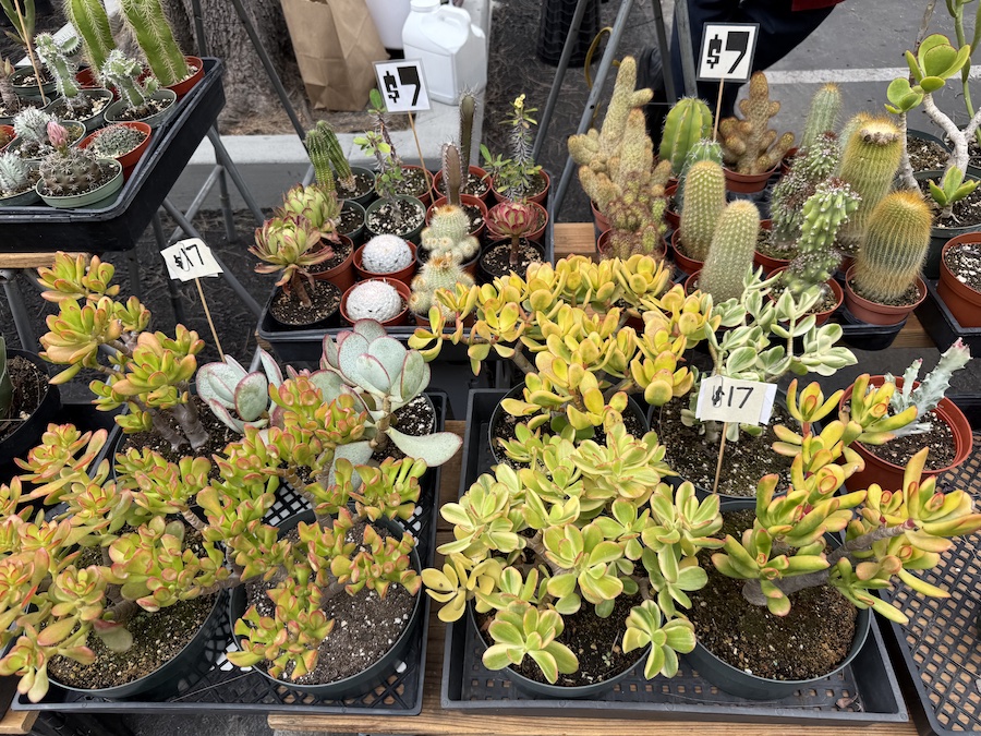 Close-up of a variety of succulents with unique textures and colors.