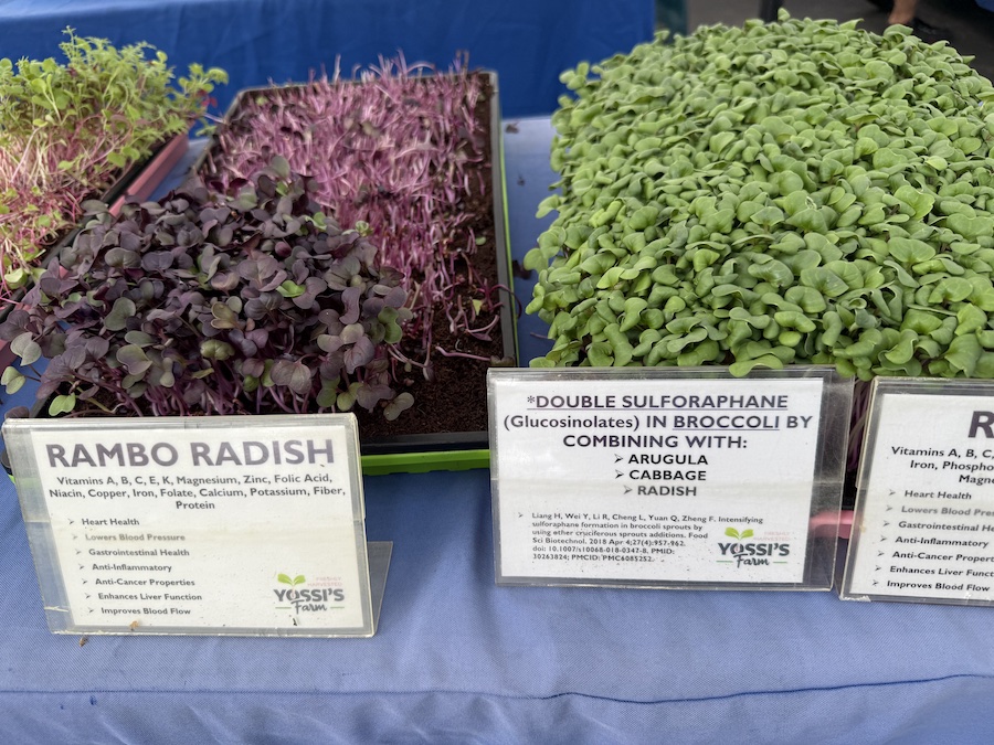 Microgreens growing in shallow trays under sunlight.